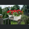 Skrzynka balkonowa Lobelia 40x17 h16 - Krem