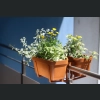 Skrzynka balkonowa Lobelia 60x17 h16 - Ceglasta